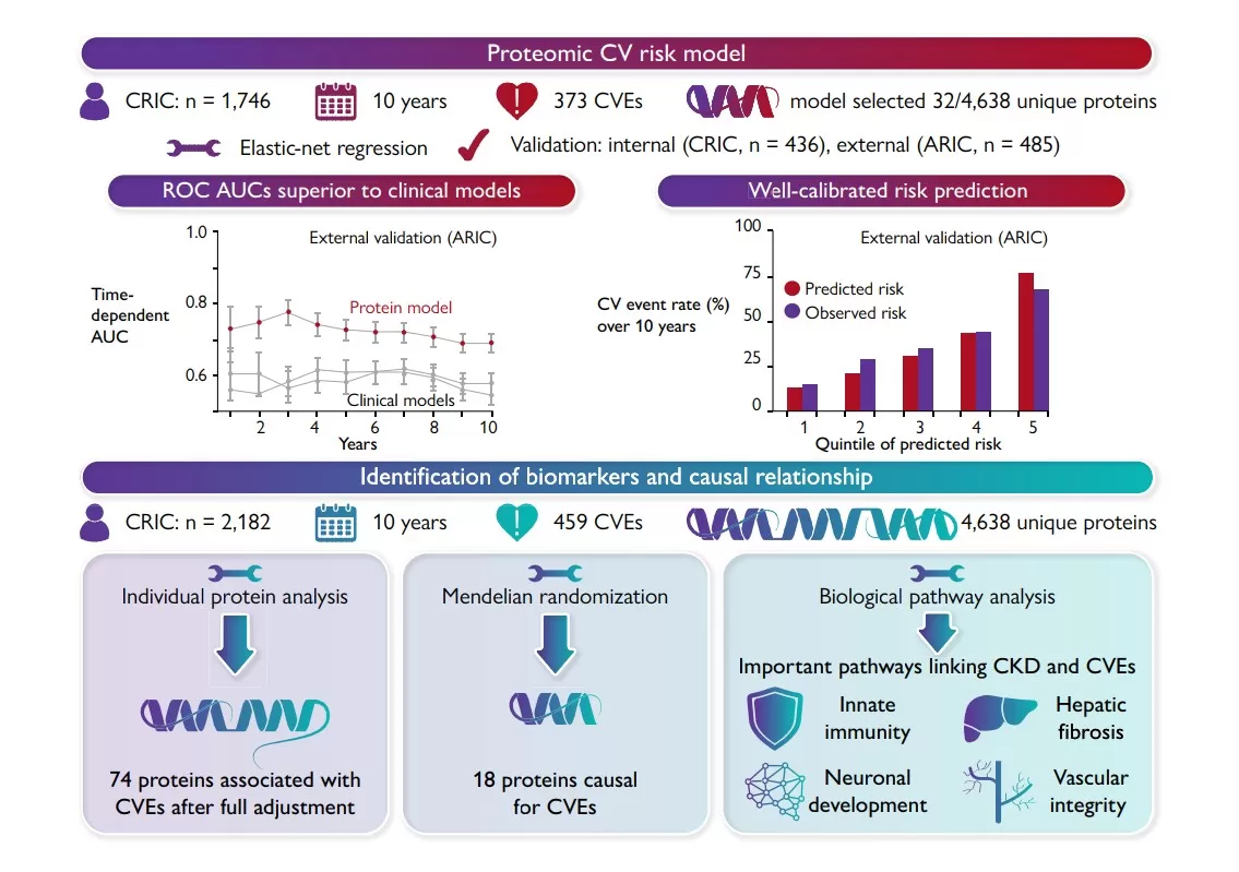 Proteomic Risk Model Workflow and Predictive Performance in CKD 